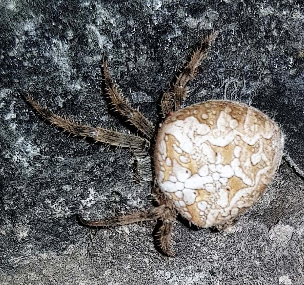 Araneus diadematus - Pantelleria